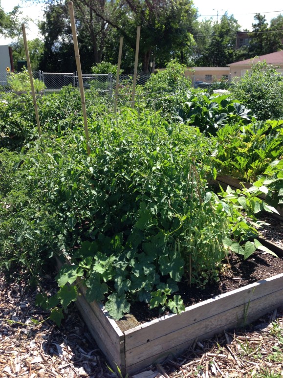 plot 6, garden jungle