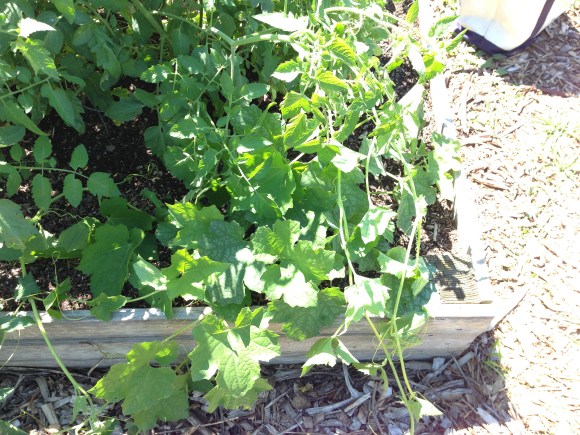 plot 6, garden jungle