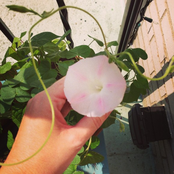 balcony flowers