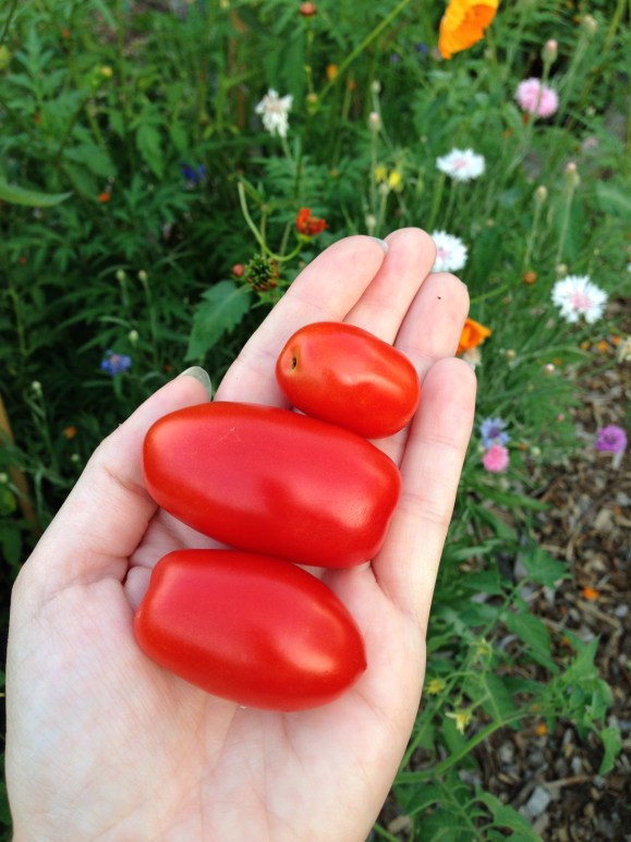 plot 6, juliet tomatoes