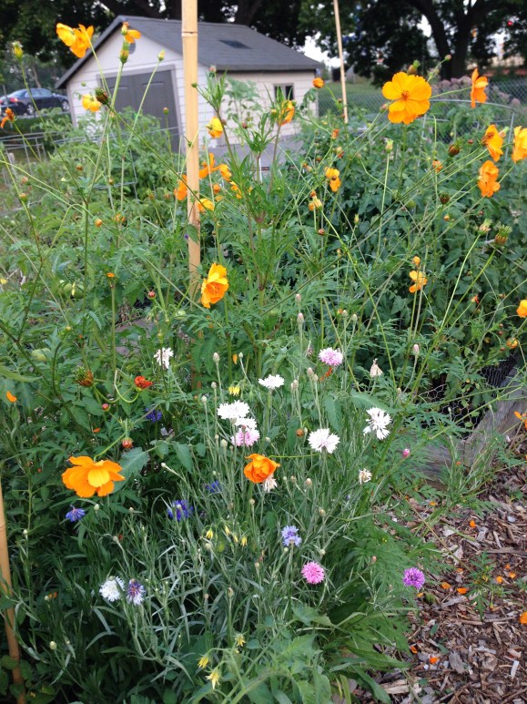 plot 6, flower garden