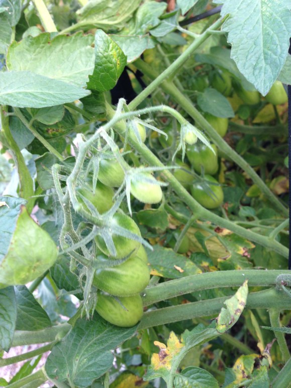 plot 6, juliet tomatoes