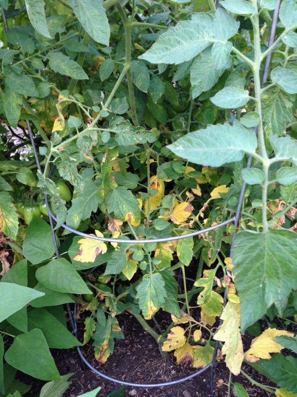 plot 6, yellowed leaves