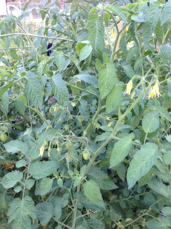 plot 6, juliet tomato plant