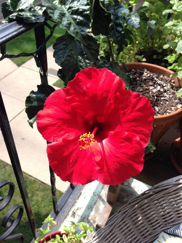 balcony flowers, hibiscus