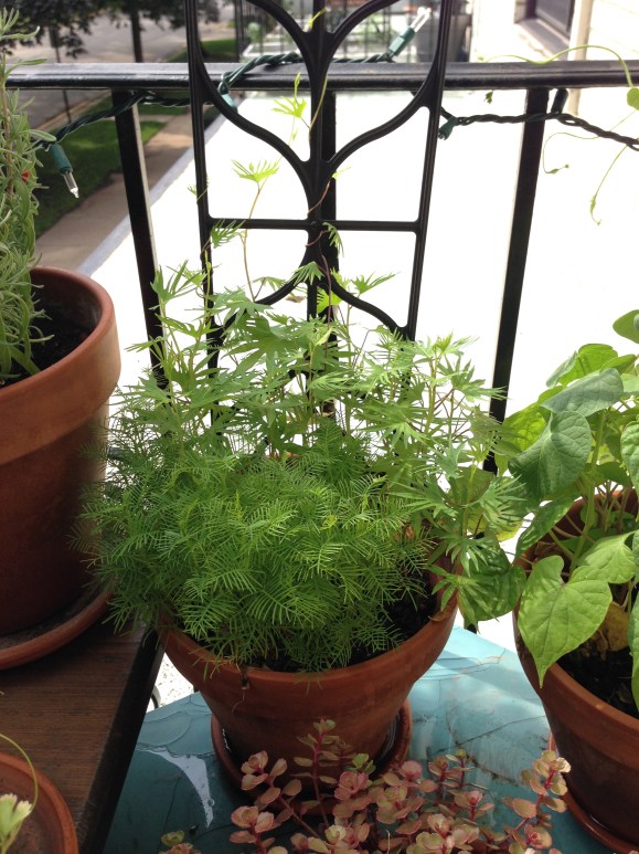 balcony flowers