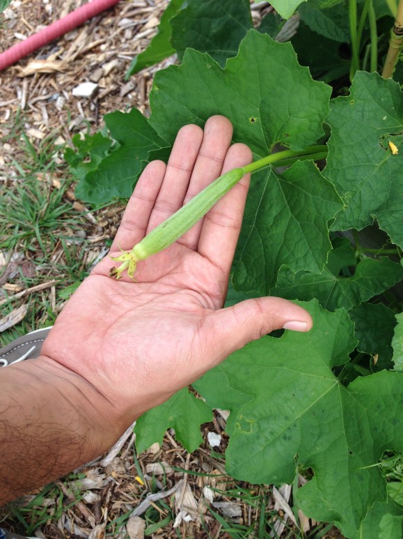 plot 6, community garden