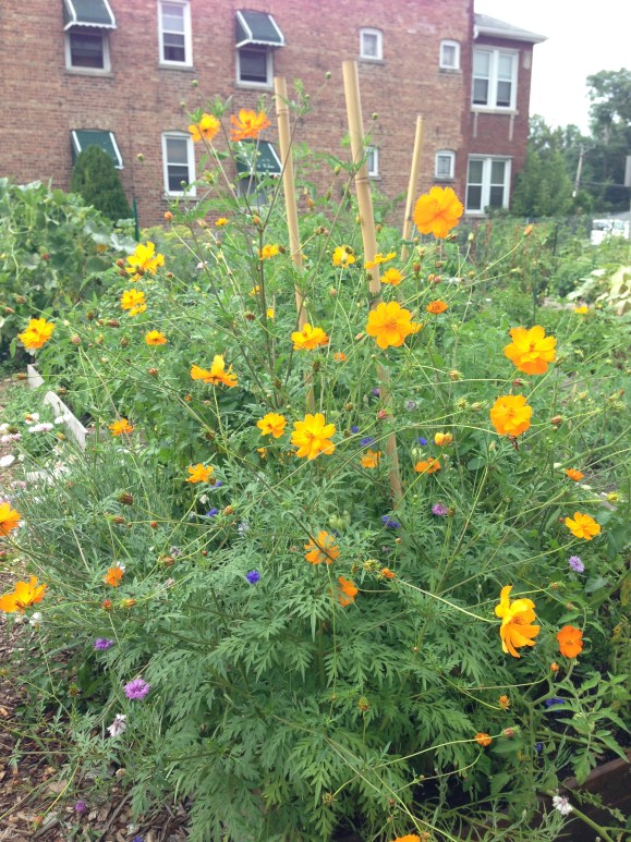 plot 6, cosmos, buttons