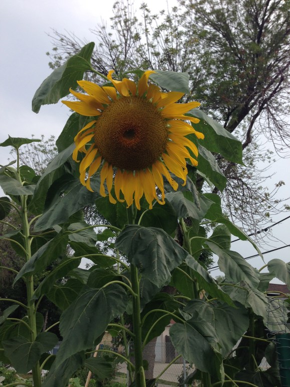 sunflower, forest park community garden