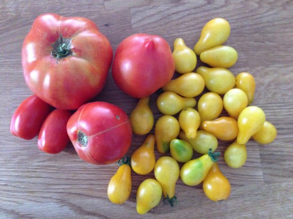 brandywines and yellow pear harvest, plot 6
