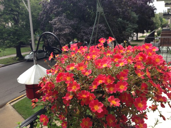 portulaca, kimberly AH balcony