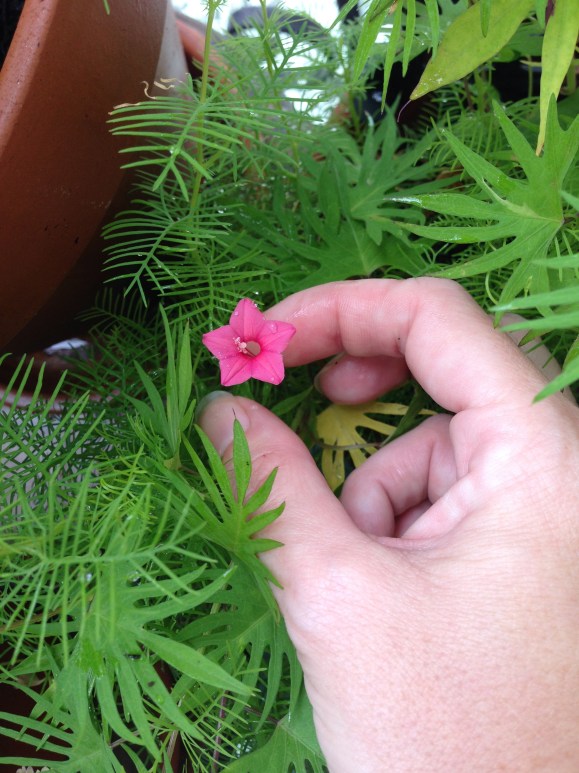 cypress vine flower