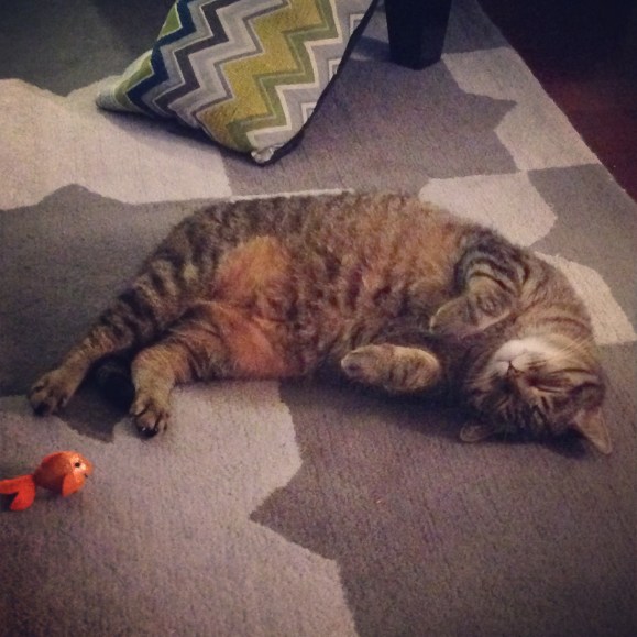 Presley napping