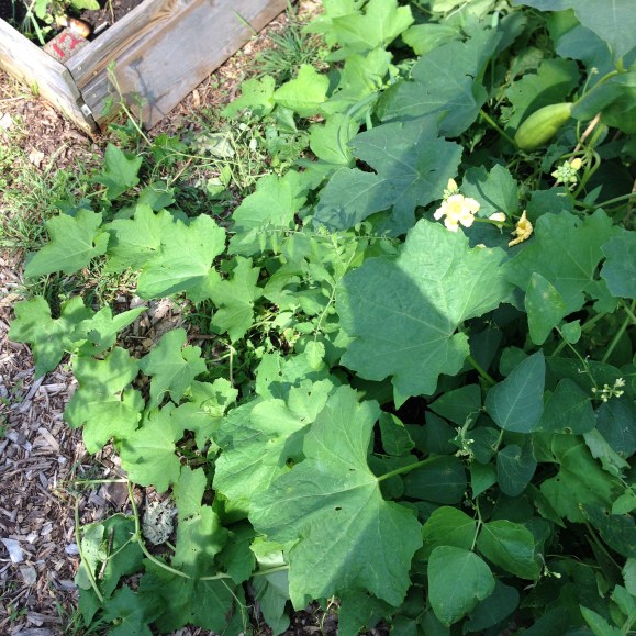 plot 6, community garden