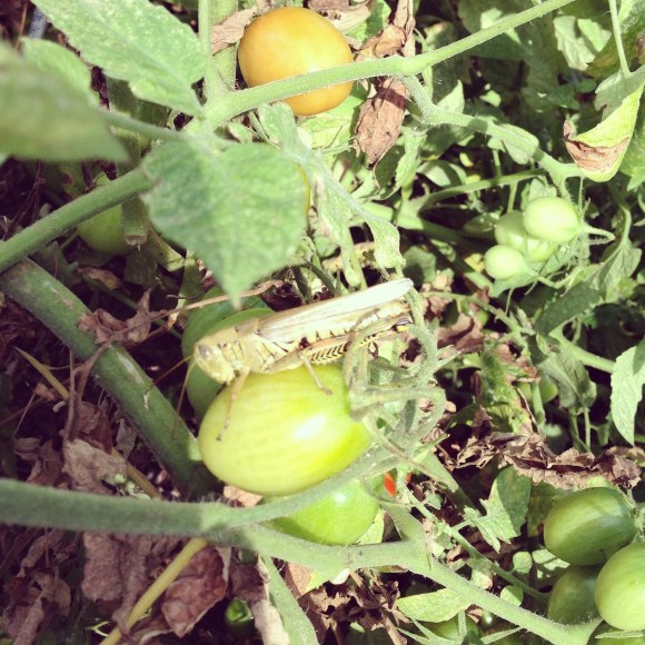 plot 6, community garden