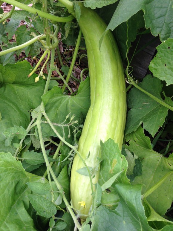 plot 6, community garden