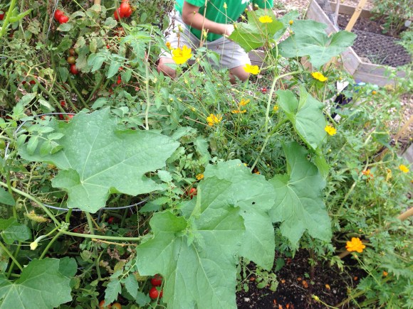 plot 6, loofah, end of summer