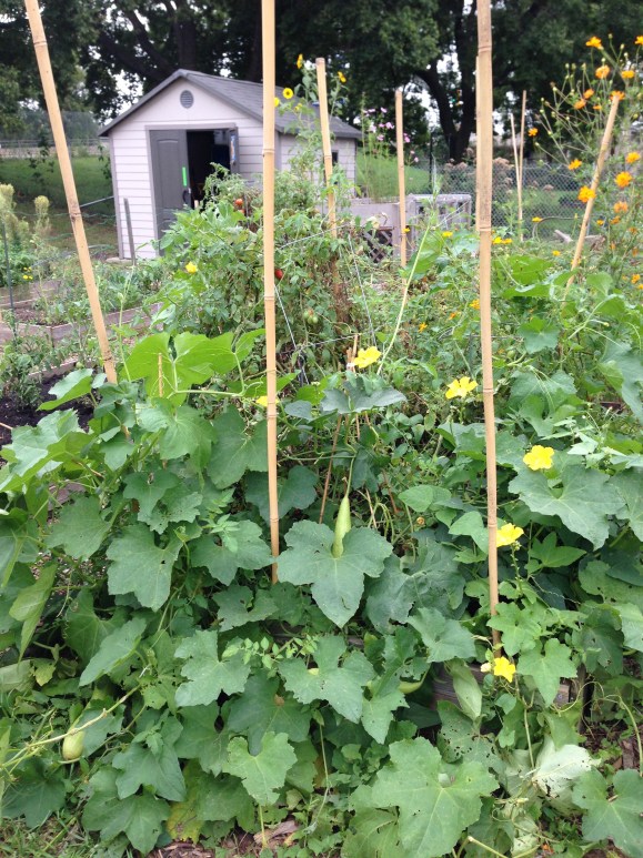 plot 6, loofah