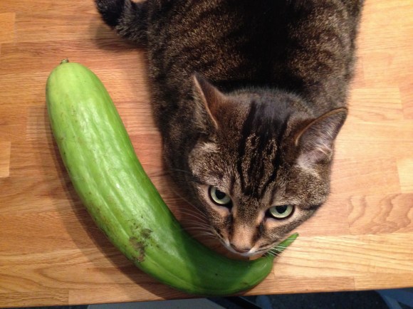 growing a loofah from seed, Presley and the Loofah
