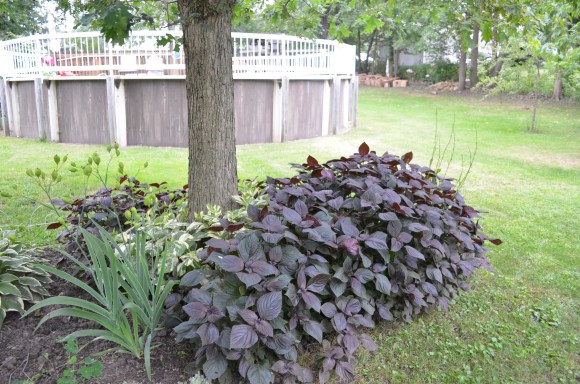 my parent's backyard
