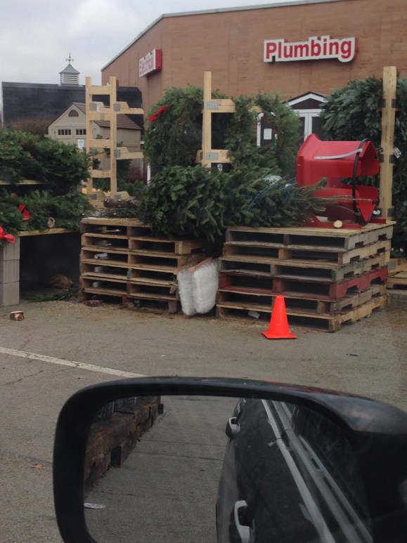 new tree ready for trimming