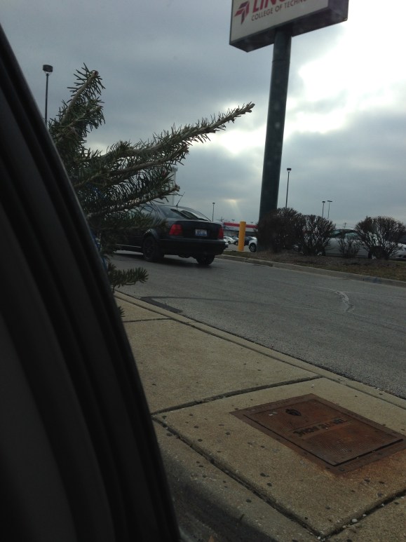tree in the car 2014