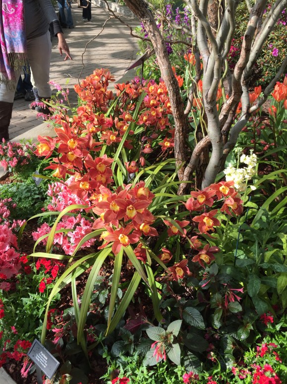Garfield Park Conservatory Spring Flower Show