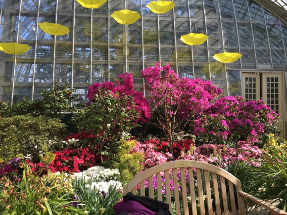 Garfield Park Conservatory Spring Flower Show