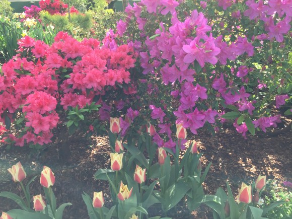 Garfield Park Conservatory Spring Flower Show