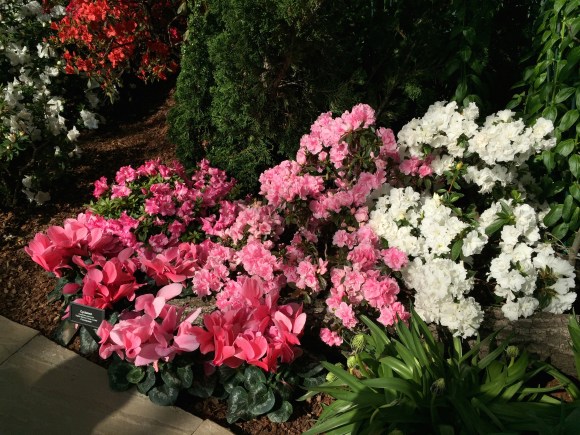 Garfield Park Conservatory Spring Flower Show