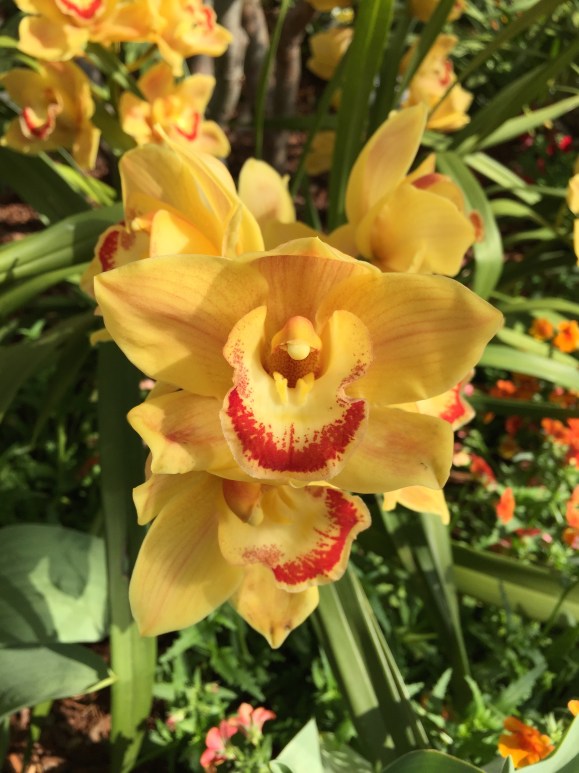 Garfield Park Conservatory Spring Flower Show
