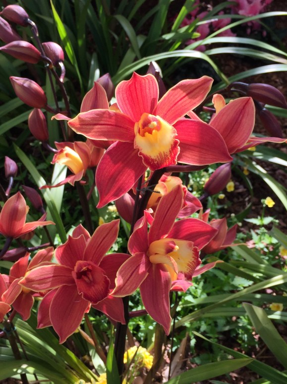 Garfield Park Conservatory Spring Flower Show