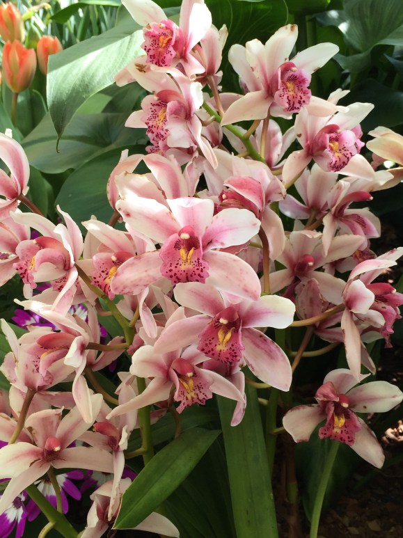 Garfield Park Conservatory Spring Flower Show