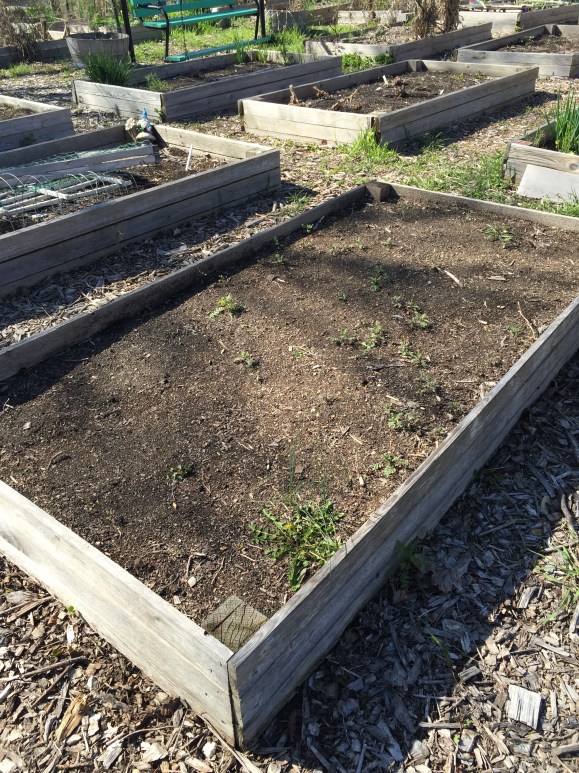 plot #6, forest park community garden, pre-preparation