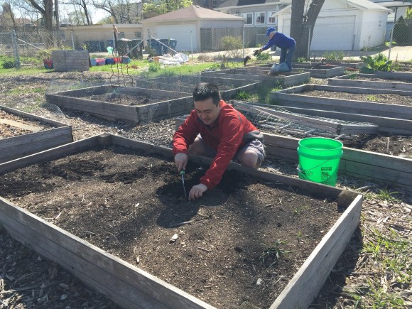 plot #6, forest park community garden,weeding