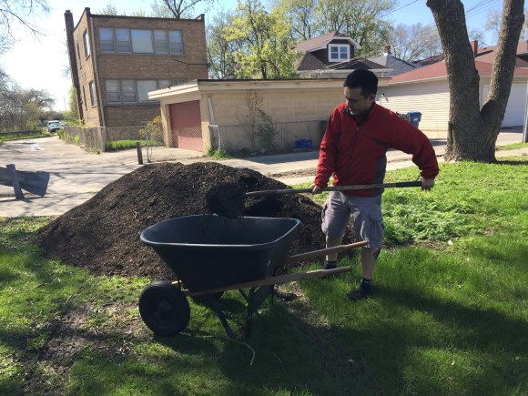 plot #6, forest park community garden, mulching