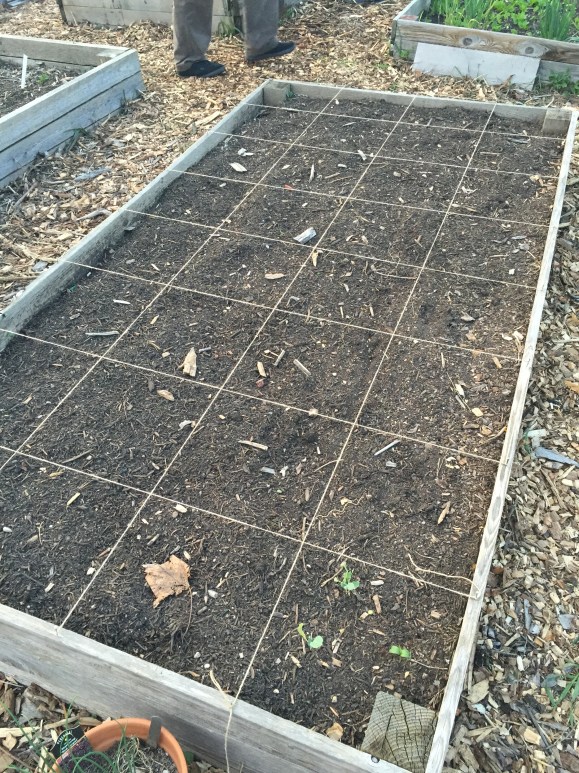 prepping for square foot gardening