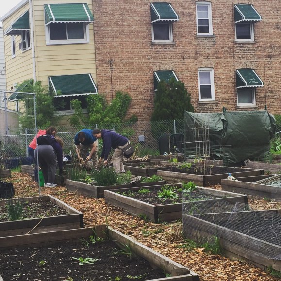community gardening, clearing plots, Forest Park Community Garden