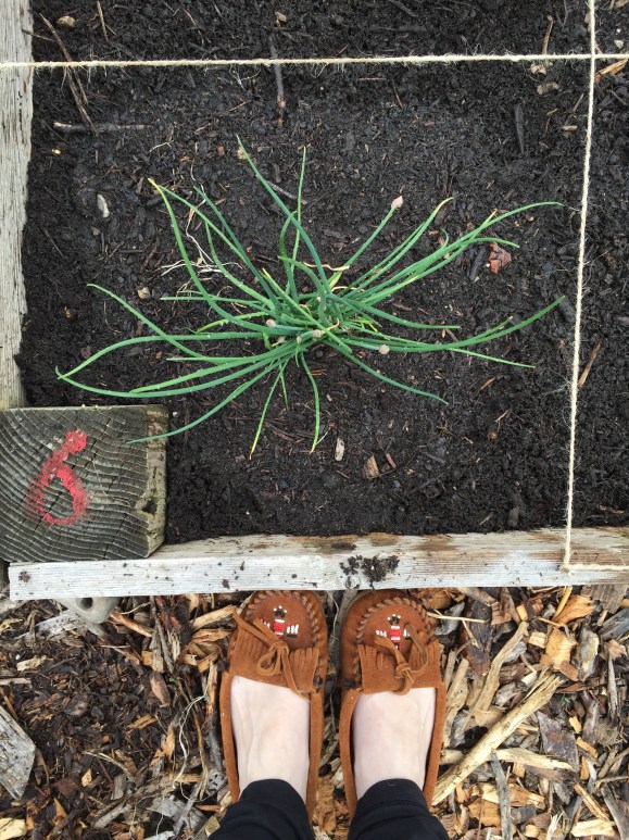 chives, plot #6, community garden, forest park community garden
