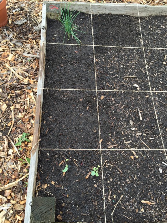 beginning square foot gardening, plot 6, community garden