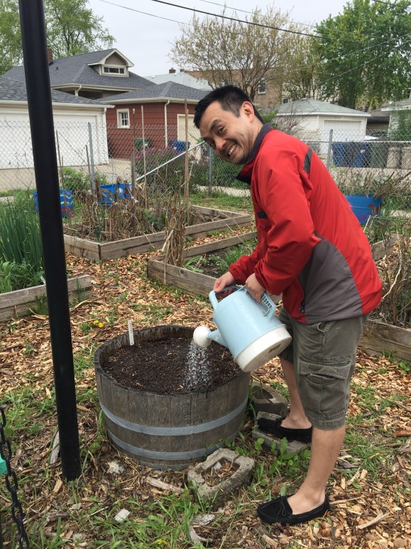 watering zinnias, forest park community garden