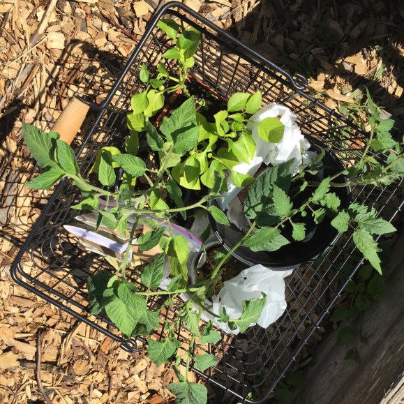 basket of plants for the garden, plot #6