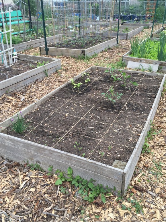 plot #6, 5/25/15, community garden