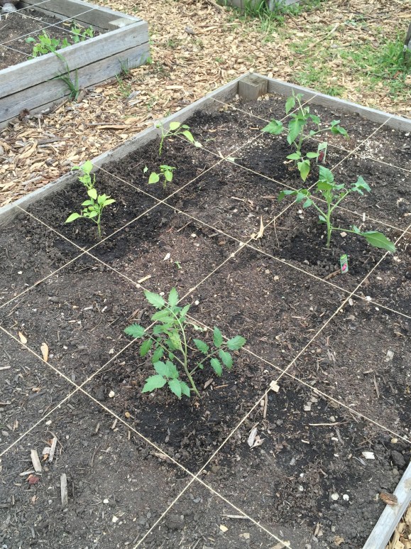 plot #6, 5/25/15, community garden