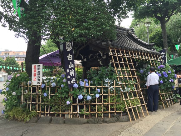 Bunkyo Hydrangea Festival, Hakusan Jinja Shrine