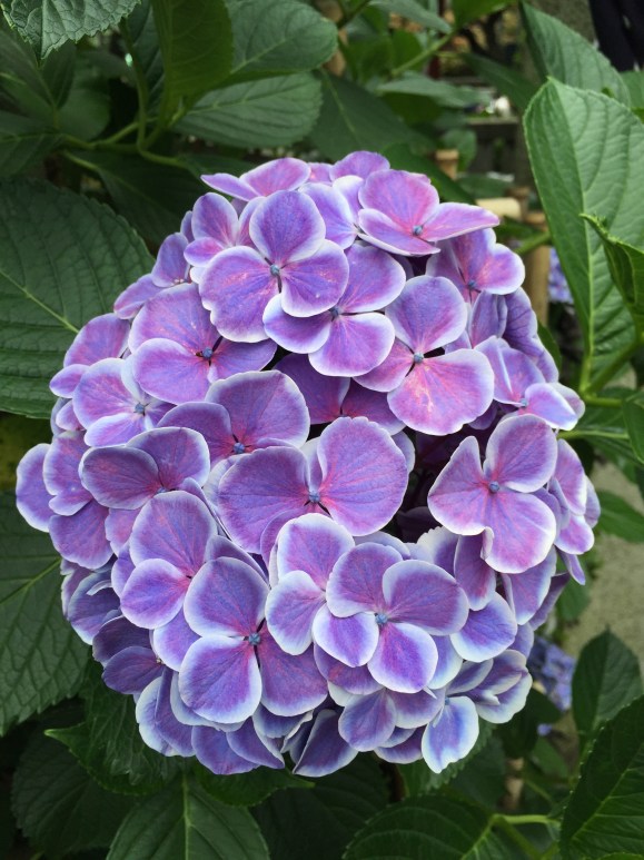 Bunkyo Hydrangea Festival, Hakusan Jinja Shrine