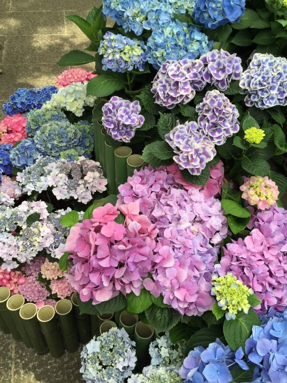 Bunkyo Hydrangea Festival, Hakusan Jinja Shrine