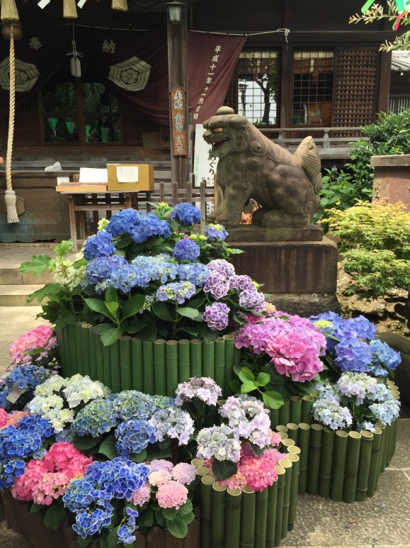 Bunkyo Hydrangea Festival, Hakusan Jinja Shrine