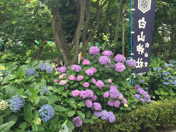 Bunkyo Hydrangea Festival, Hakusan Jinja Shrine