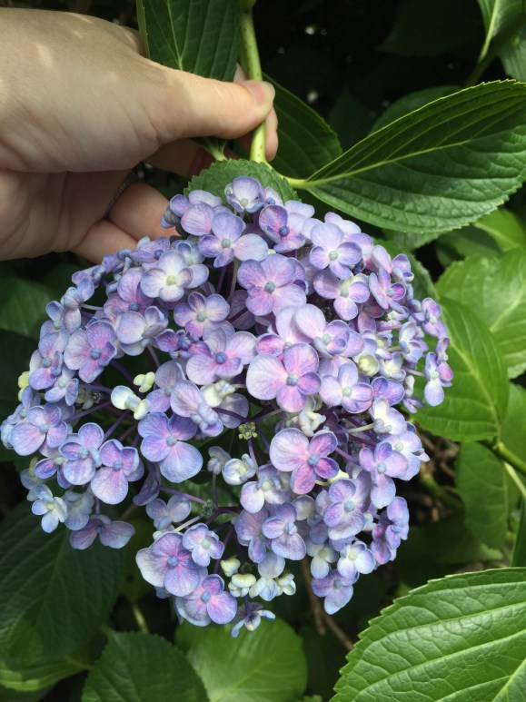 Bunkyo Hydrangea Festival, Hakusan Jinja Shrine